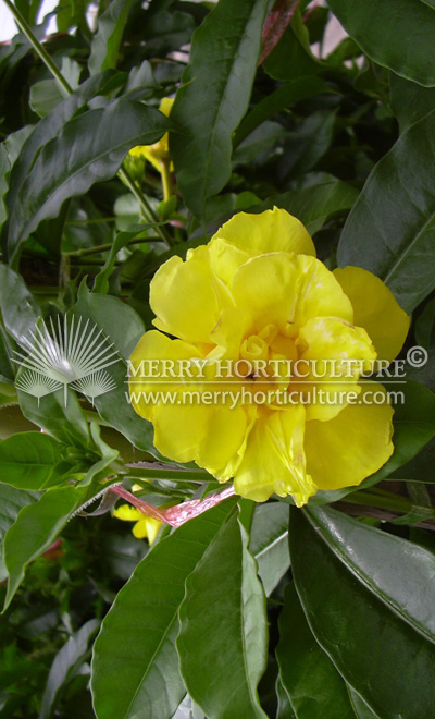 Allamanda cathartica (Double petal)001